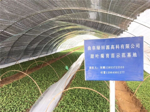 Congratulations on the successful completion of the 150 mu organic seedling base of Stevia rebaudiana in Fangshan Township, Qufu City, Shandong Province!